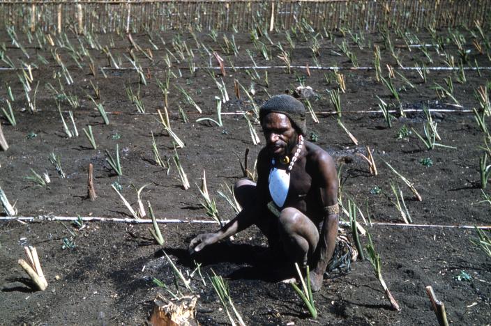 Planting a taro garden.